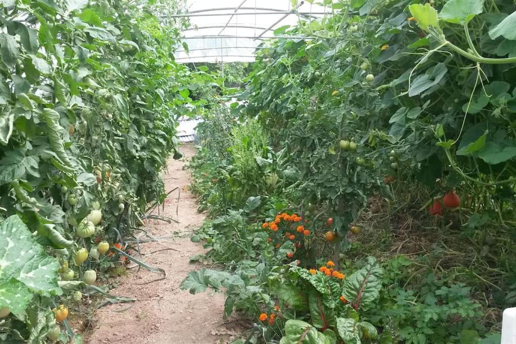 Gite Les Granges Dans Ferme Provencale. 14 Pers Ongles Extérieur photo